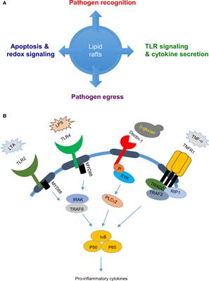 Frontiers | Role Of Lipid Rafts In Pathogen-Host Interaction - A Mini ...